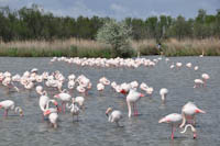 Camargue - flamingi